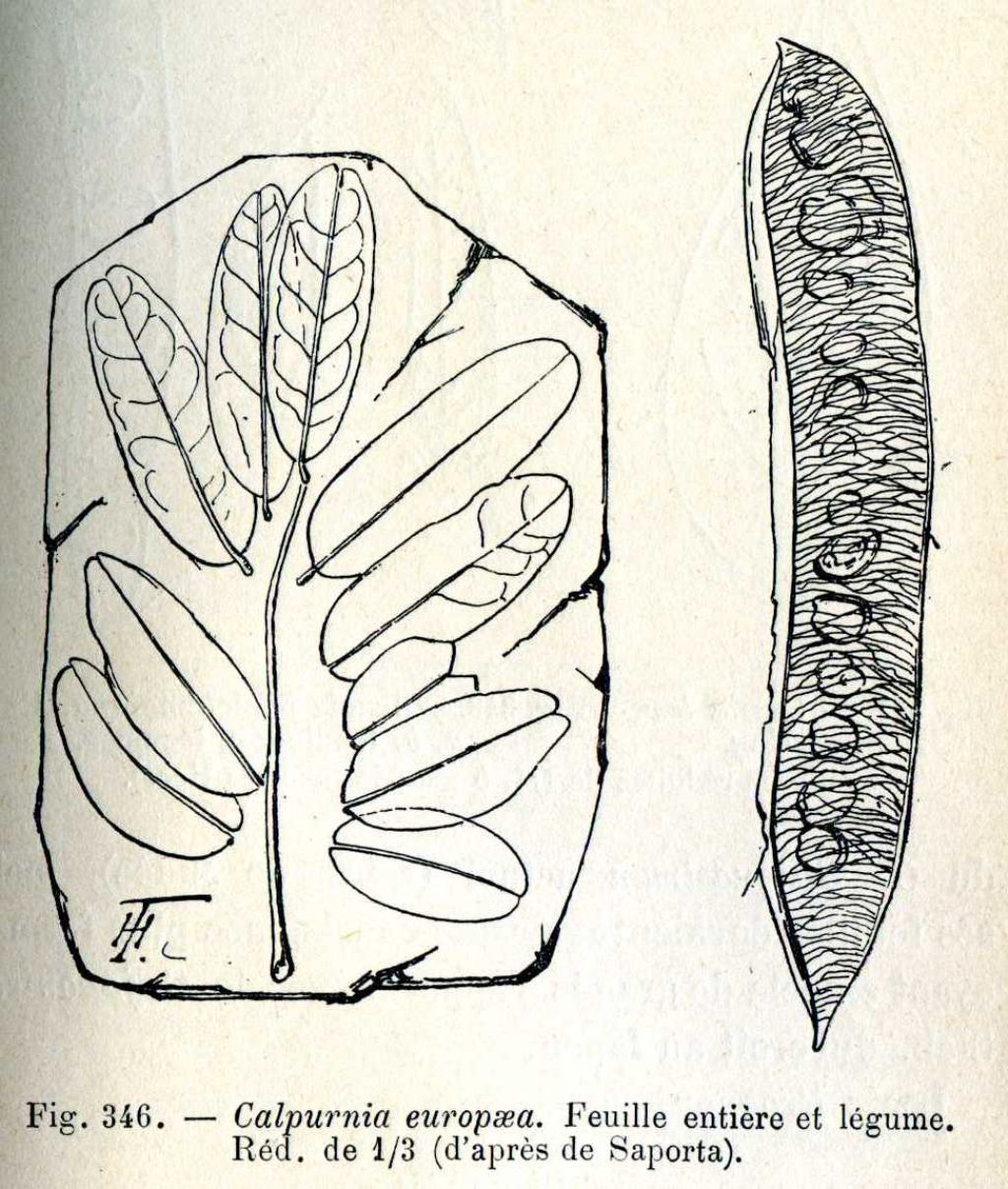 Foglia fossile da identificare